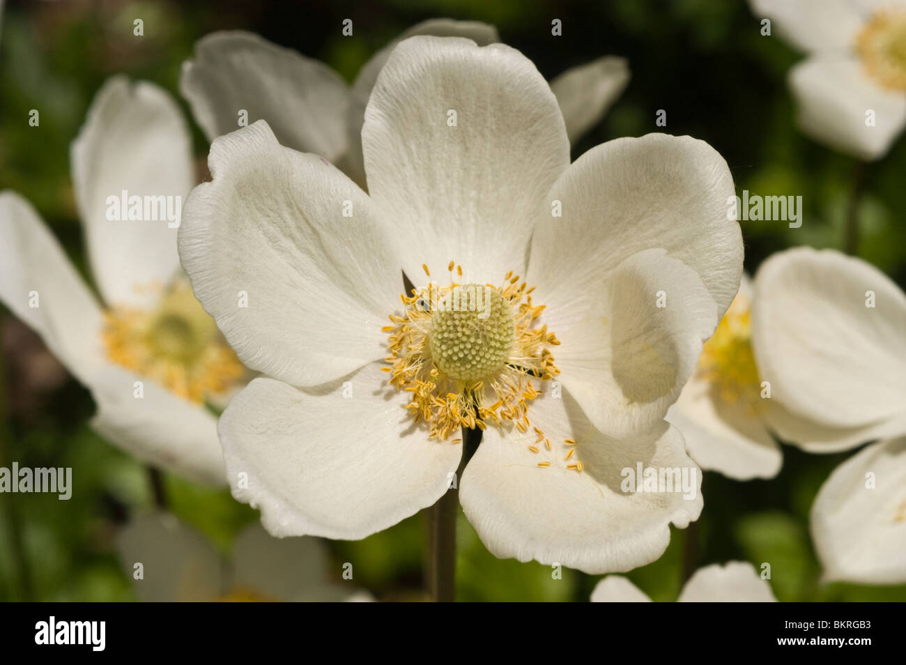 Anemone sylvestris, Yellow white flowers, Common wood anemone, Woodland drifts, wildflowers , Ranunculaceae, spring, Stock Photo