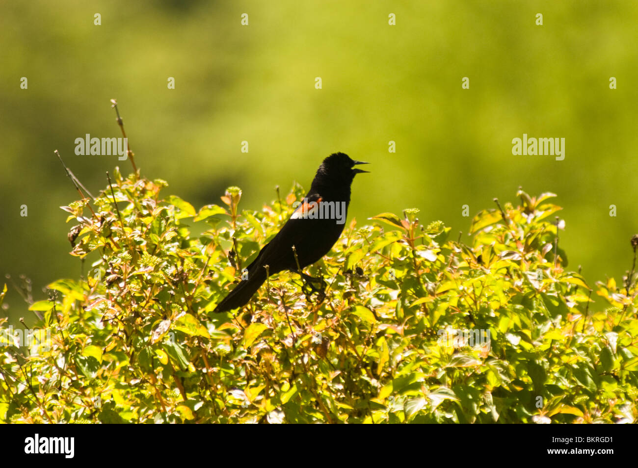 Red-winged Blackbird, Agelaius phoeniceus, passerine bird, Icteridae, North America Stock Photo