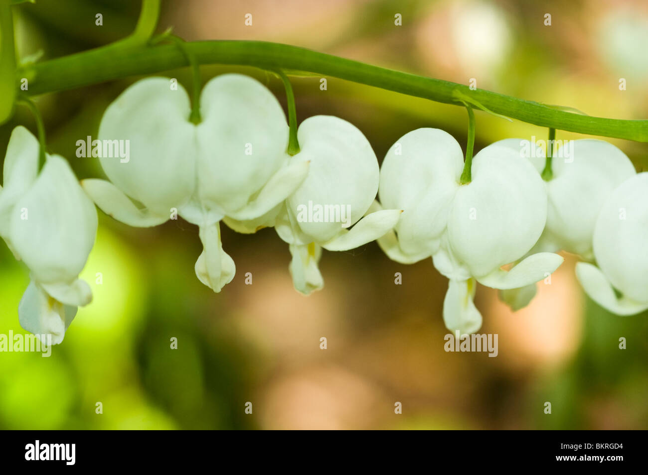 White flowers of Dicentra spectabilis Alba, Lamprocapnos spectabilis Alba, Fumariaceae, old-fashioned bleeding-heart Stock Photo