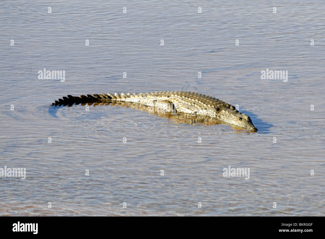 crocodile in the Limpopo River, africa Stock Photo