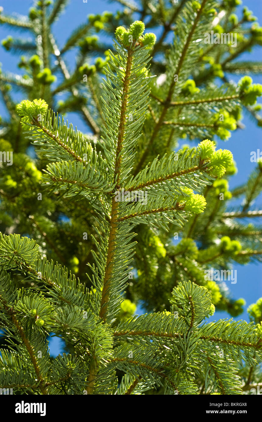 Nordmann Fir, Abies Nordmanniana, Pinaceae, Caucasus range, Asia, jodla kaukaska Stock Photo