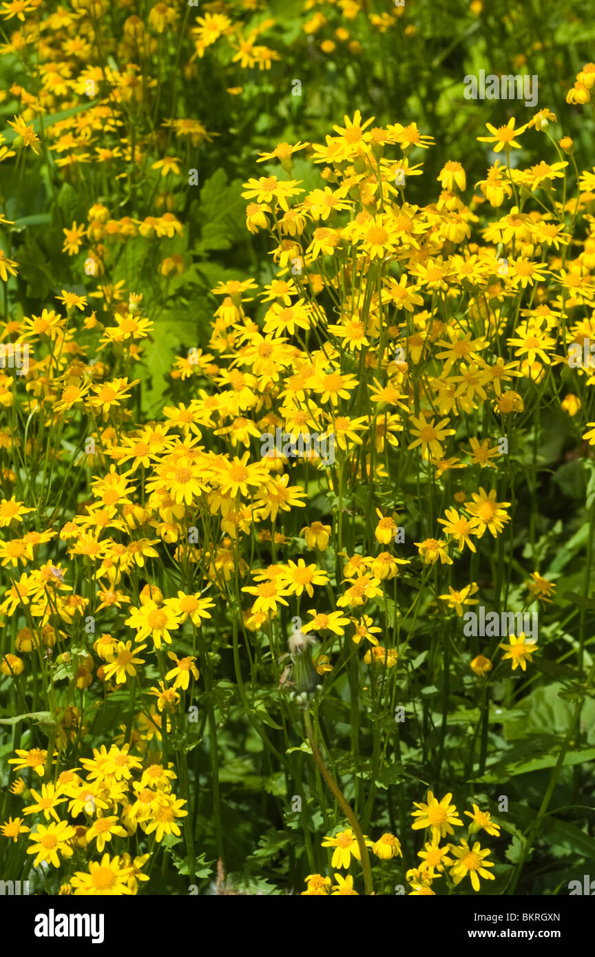 Eurybia schreberi, Aster schreberi, Schreber's aster, herb, asteraceae, Canada, USA, North America Stock Photo