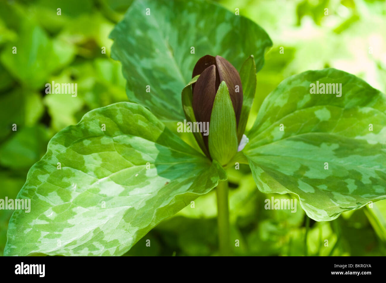 Trillium cuneatum, Sweet Betsy, Melanthiaceae, whip-poor-will flower, large toadshade, purple toadshade, bloody butcher, USA Stock Photo