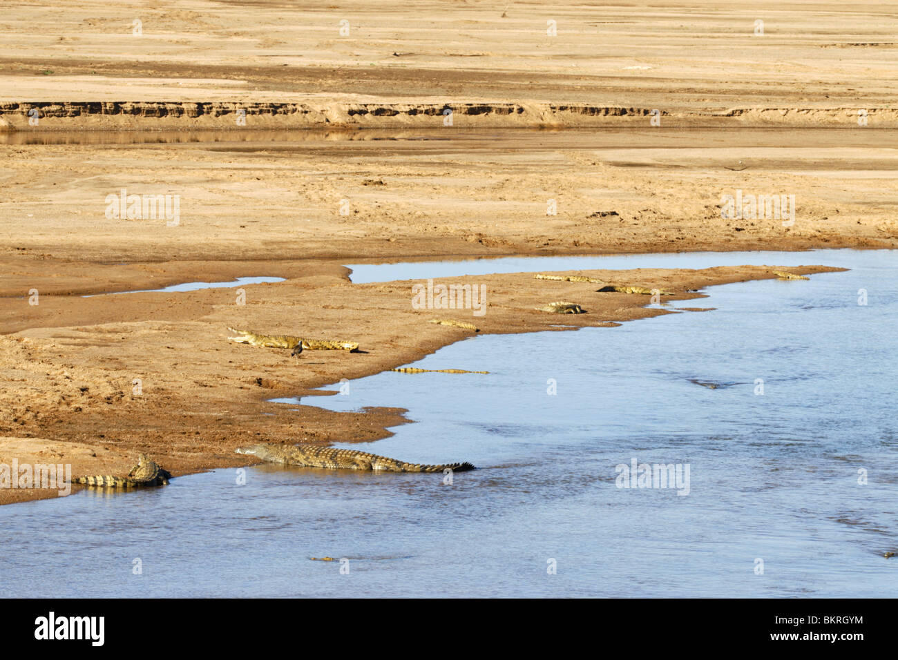 Limpopo River with crocodiles Stock Photo