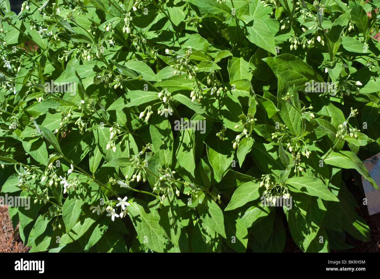 Cynanchum ascyrifolium, cruel plant, Vincetoxicum ascyrifolium, Asclepiadaceae,  Mosquito Trap Plant, Matsumura, Korea Stock Photo