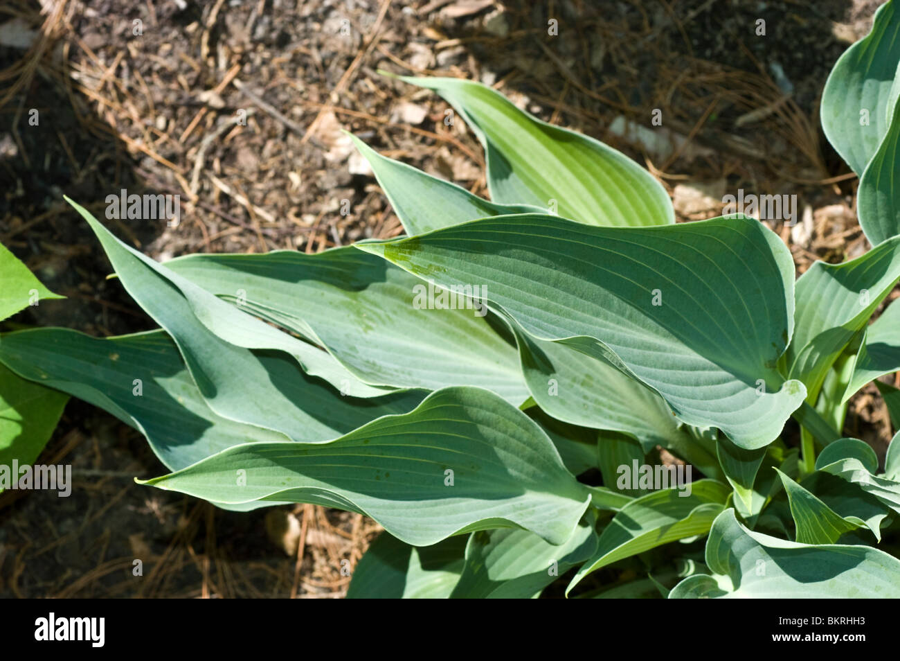 Hosta Blue Arrow, Plantain Lily, Hostaceae Stock Photo