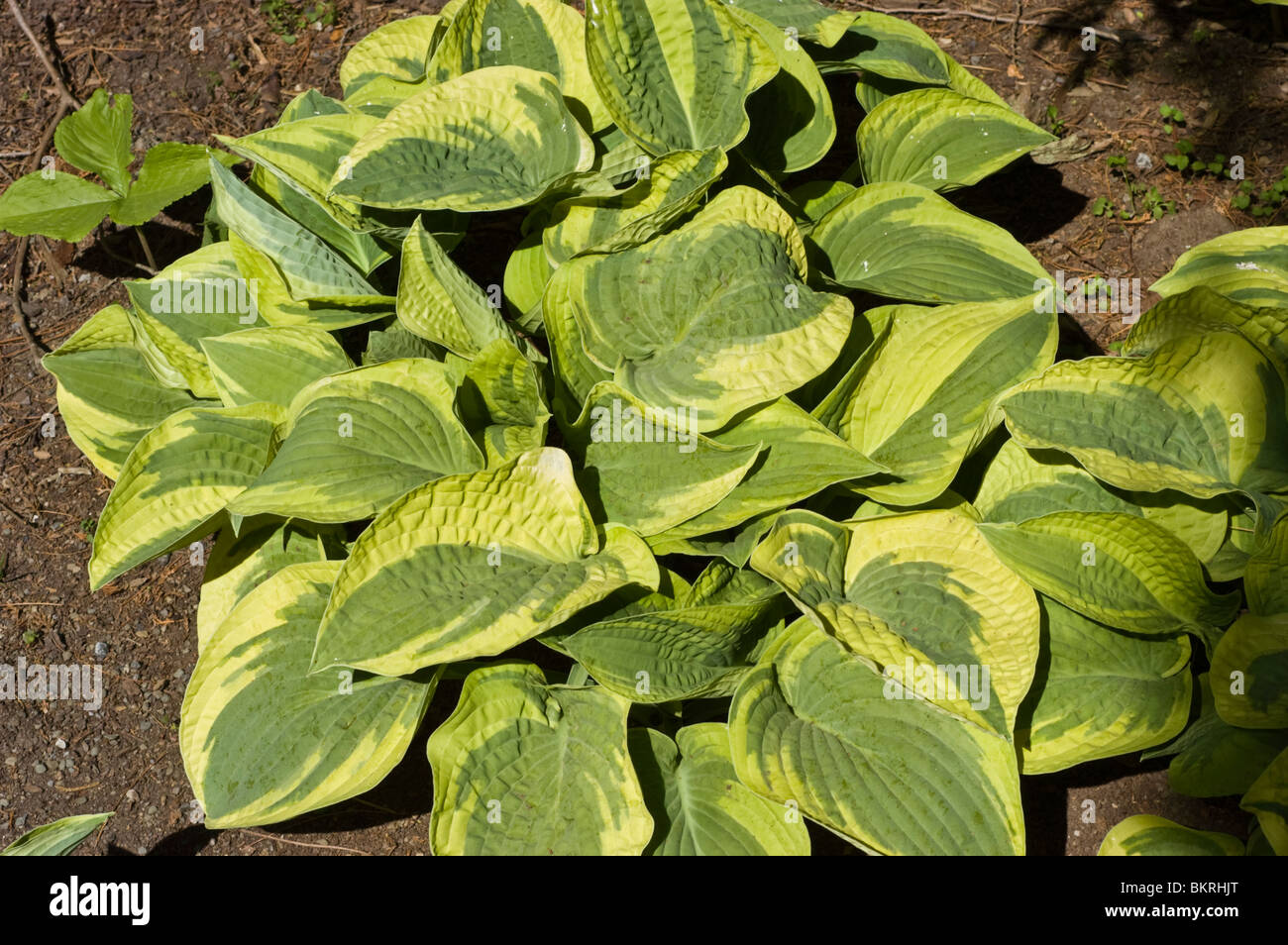 Hosta Wide Brim, Plantain Lily, Hostaceae Stock Photo