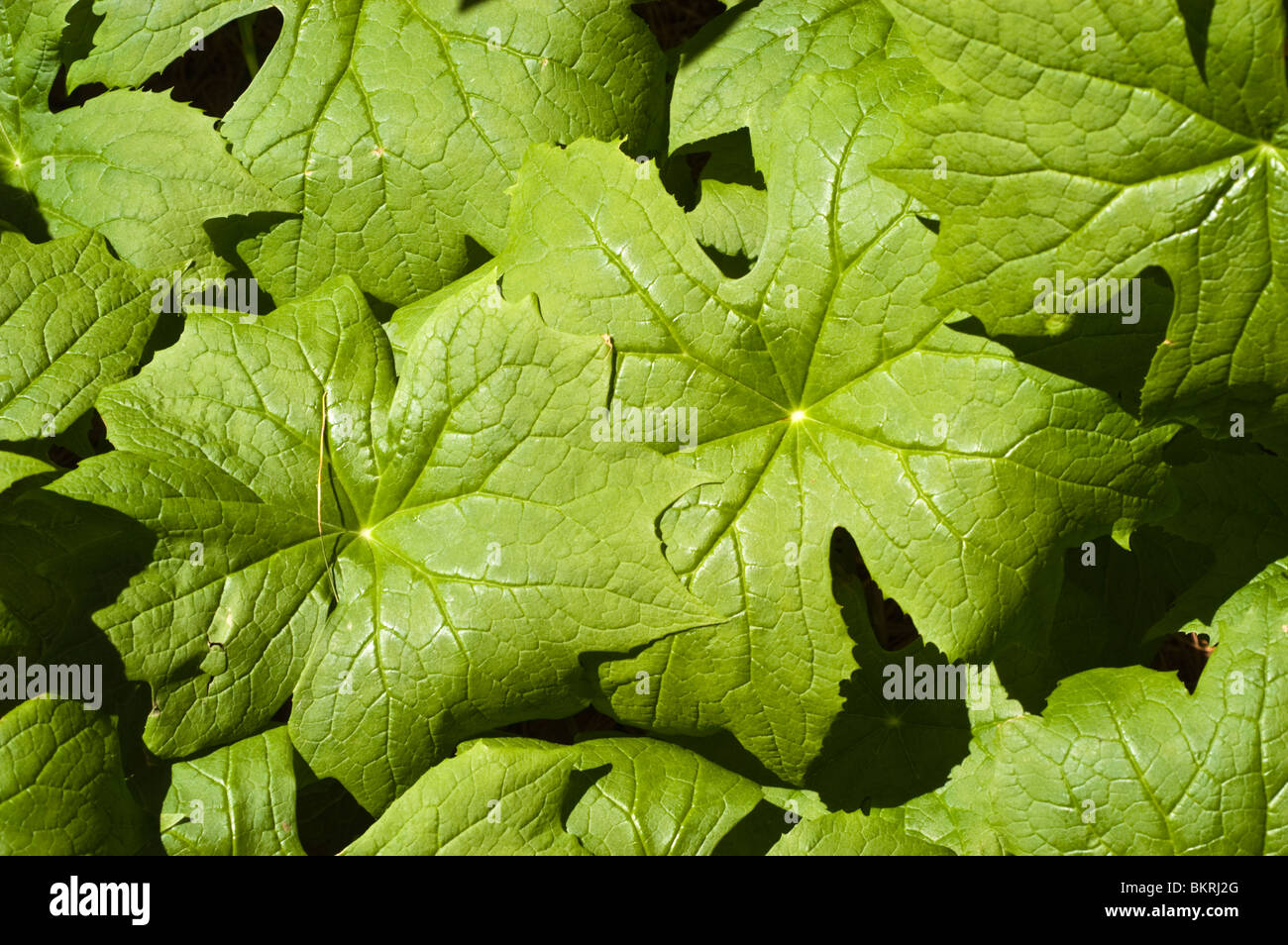 diphylleia cymosa, ornamental plant, Umbrella leaf, berberidaceae, USA, North America Stock Photo