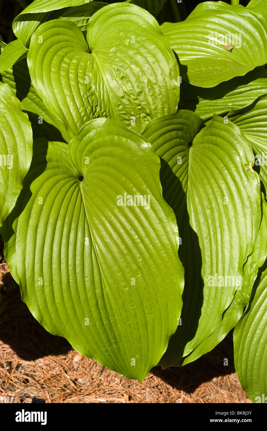 Hosta jade cascade hi-res stock photography and images - Alamy