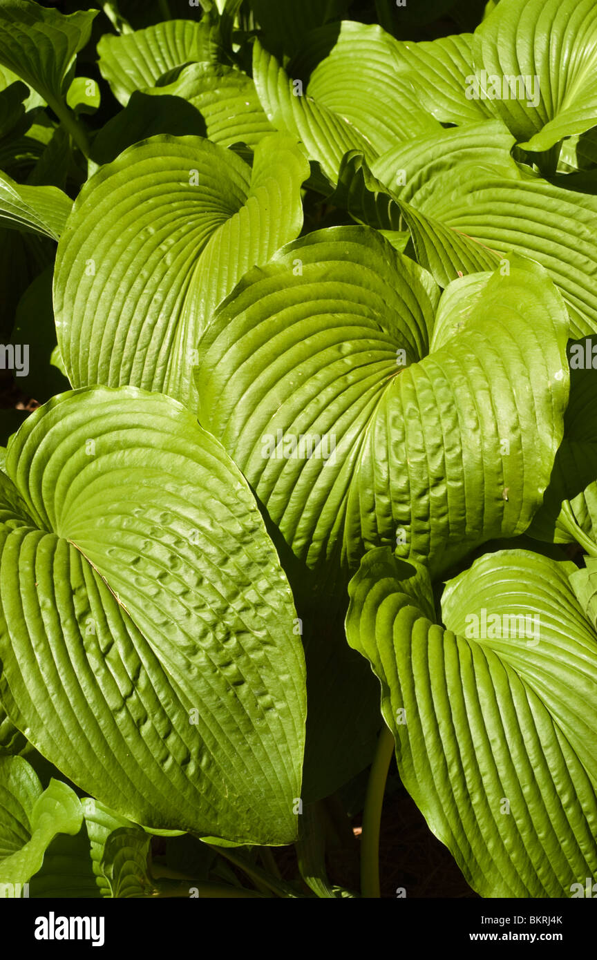 Hosta Jade Cascade, Plantain Lily, Hostaceae Stock Photo - Alamy