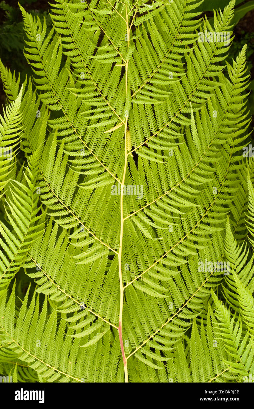 Cibotium schiedei, Mexican Tree Fern Stock Photo