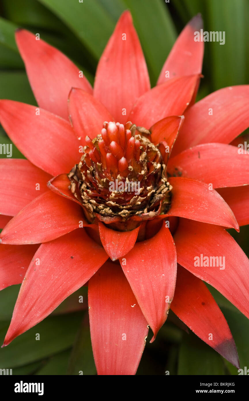 Scarlet Star, Guzmania lingulata, Bromeliaceae, America, ornamental plant Stock Photo