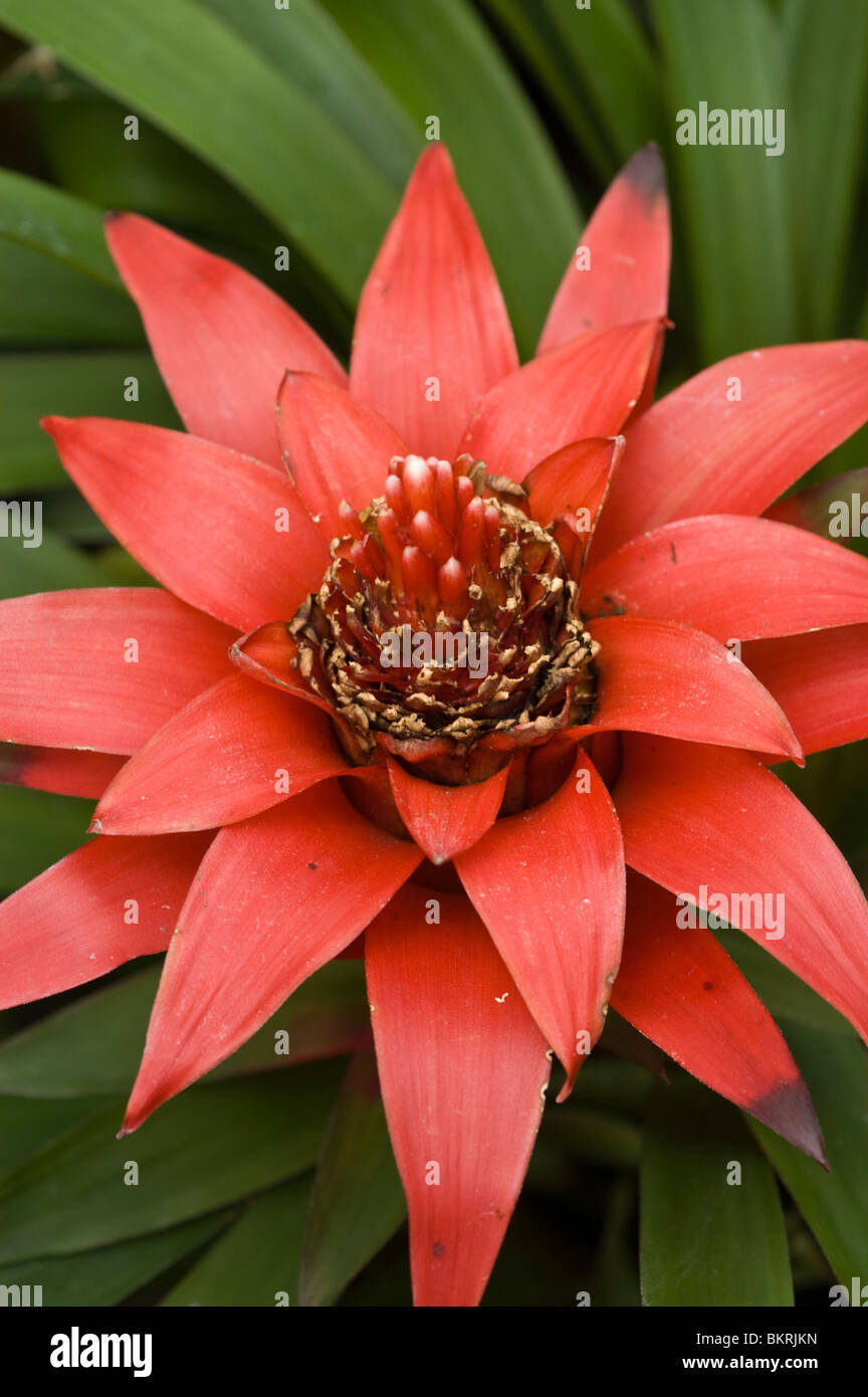 Scarlet Star, Guzmania lingulata, Bromeliaceae, America, ornamental plant Stock Photo