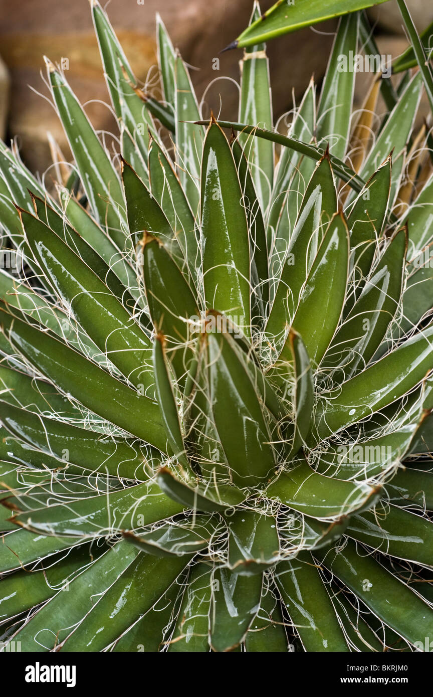Close-up of Agave parviflora, also known as Smallflower Agave or Little  Princess Agave, showing green leaves with white margins and curly fibers  Stock Photo - Alamy