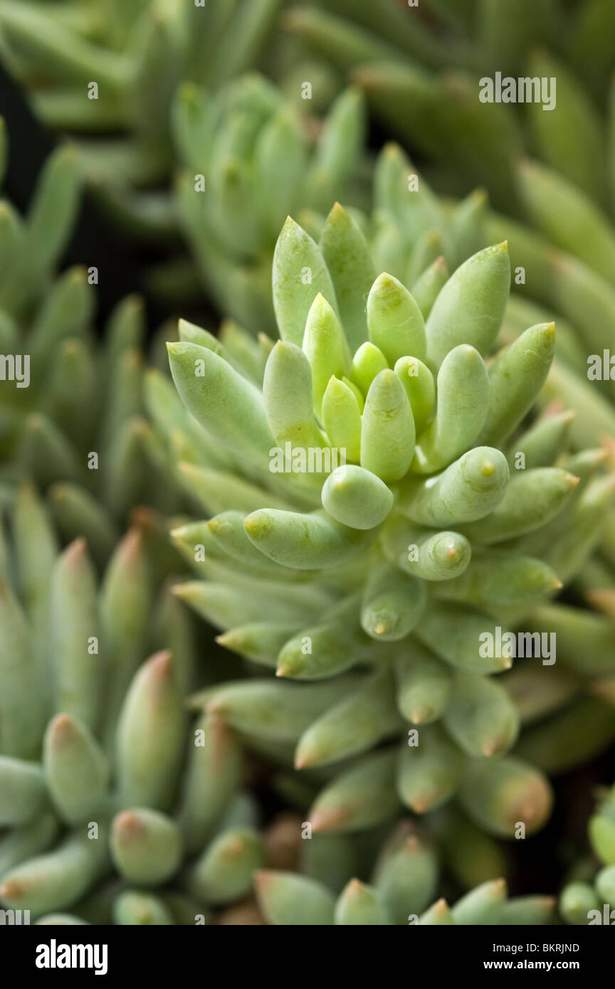 Super Burro's Tail, donkey tail, Crassulaceae, succulent plant, Sedum x sedeveria var Super Giant Stock Photo