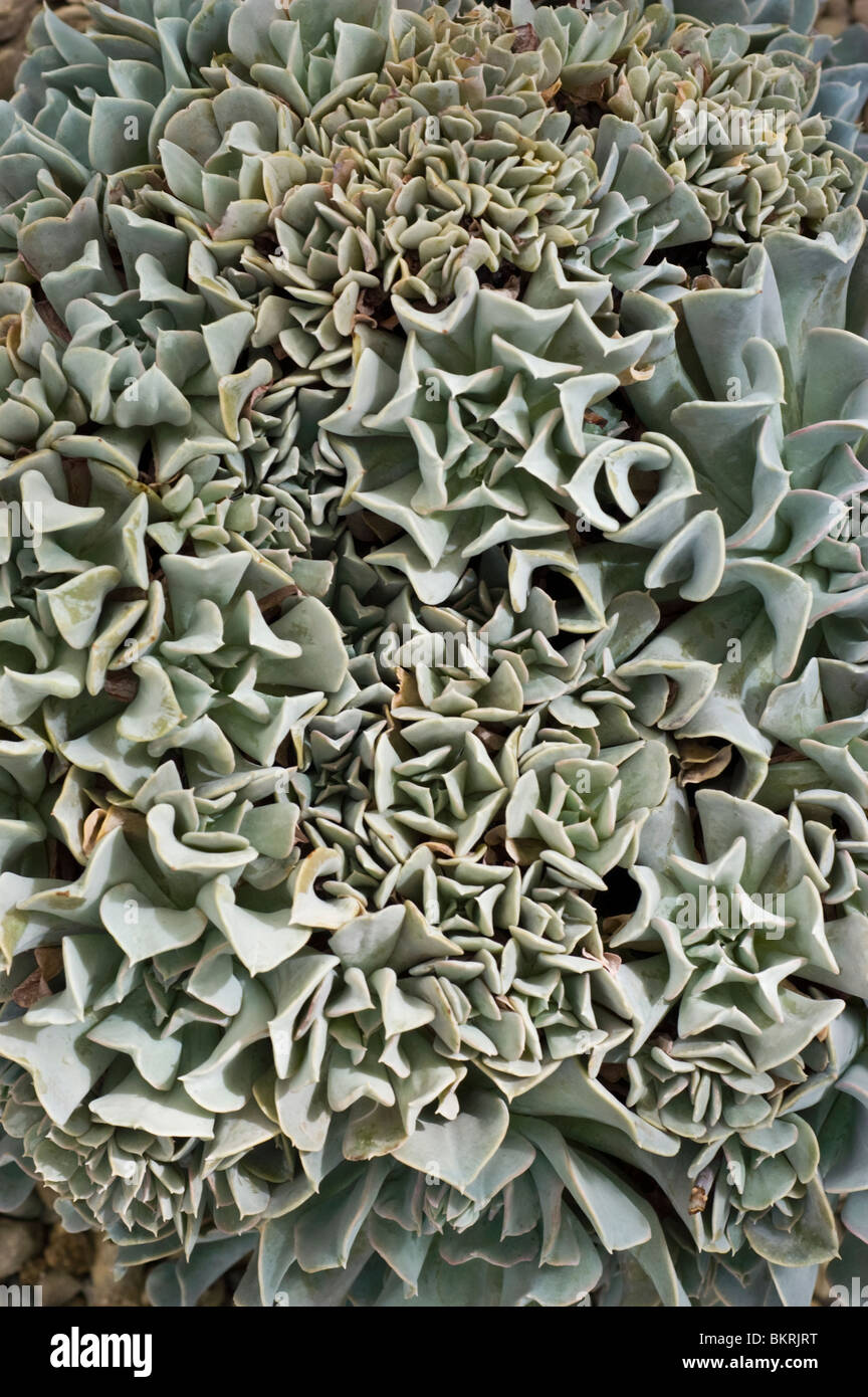 Topsy Turvy, Echeveria runyonii, Crasullaceae, Mexico, succulent plant Stock Photo