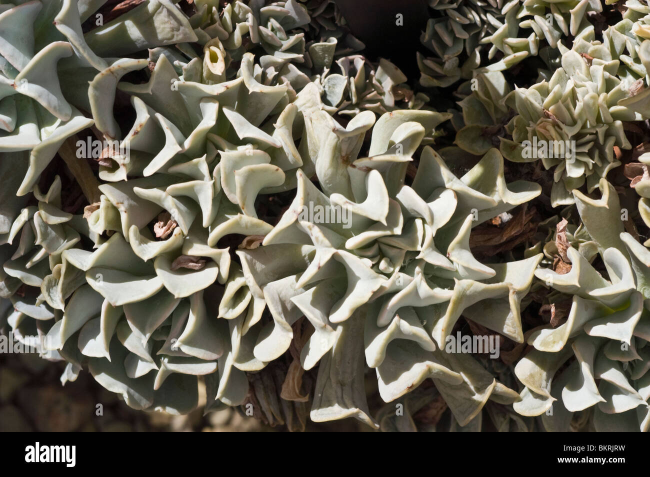 Topsy Turvy, Echeveria runyonii, Crasullaceae, Mexico, succulent plant Stock Photo