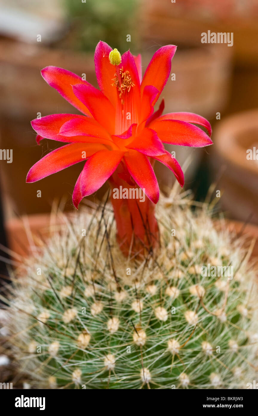 Matucana haynei Villarsia, cactaceae, Peru, South America, cactus, red, flower Stock Photo