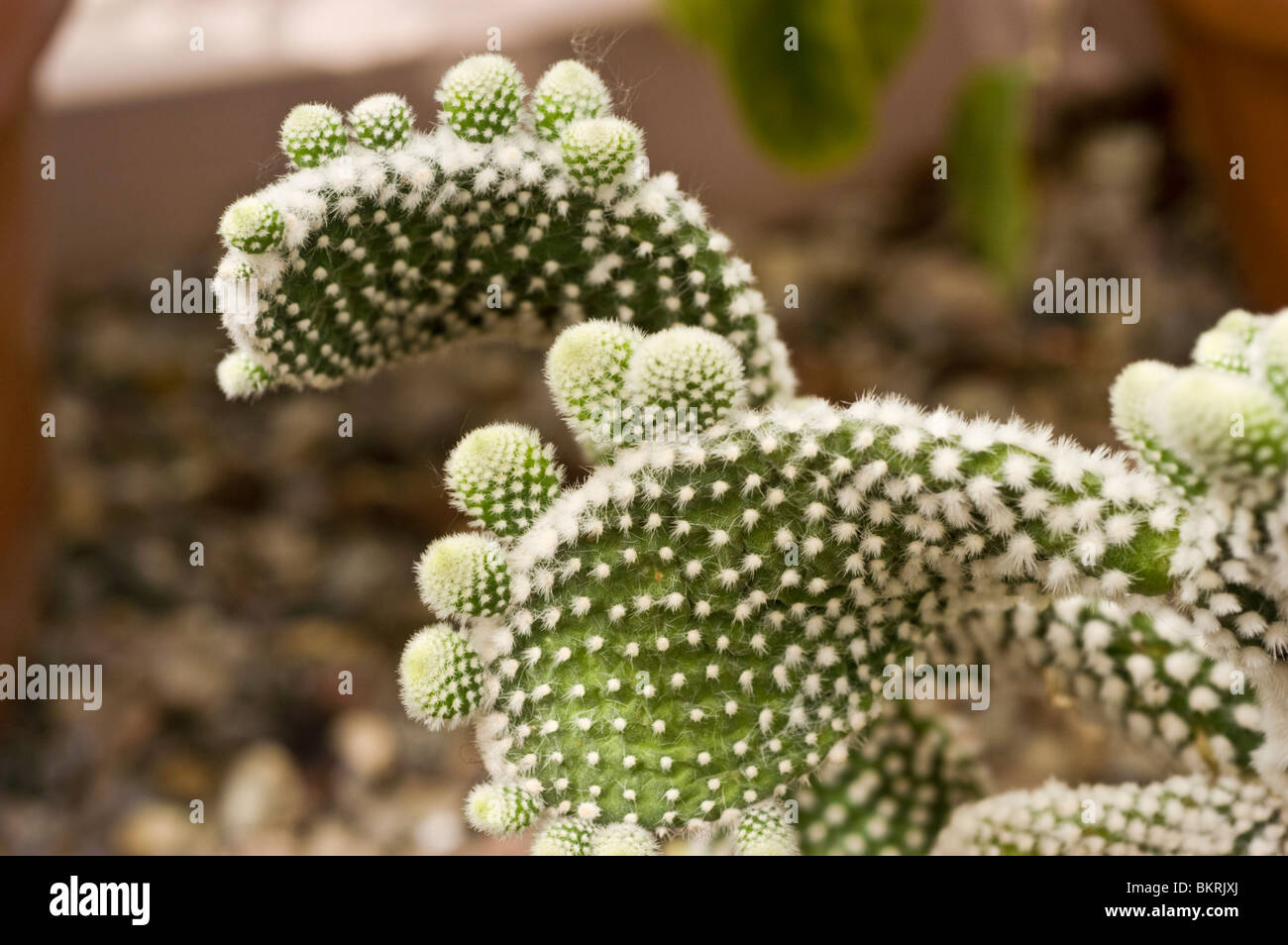 Bunny Ear Cactus, Bunny Cactus, Polka-dot Cactus, Opuntia microdasys Albispina, Cactaceae Stock Photo