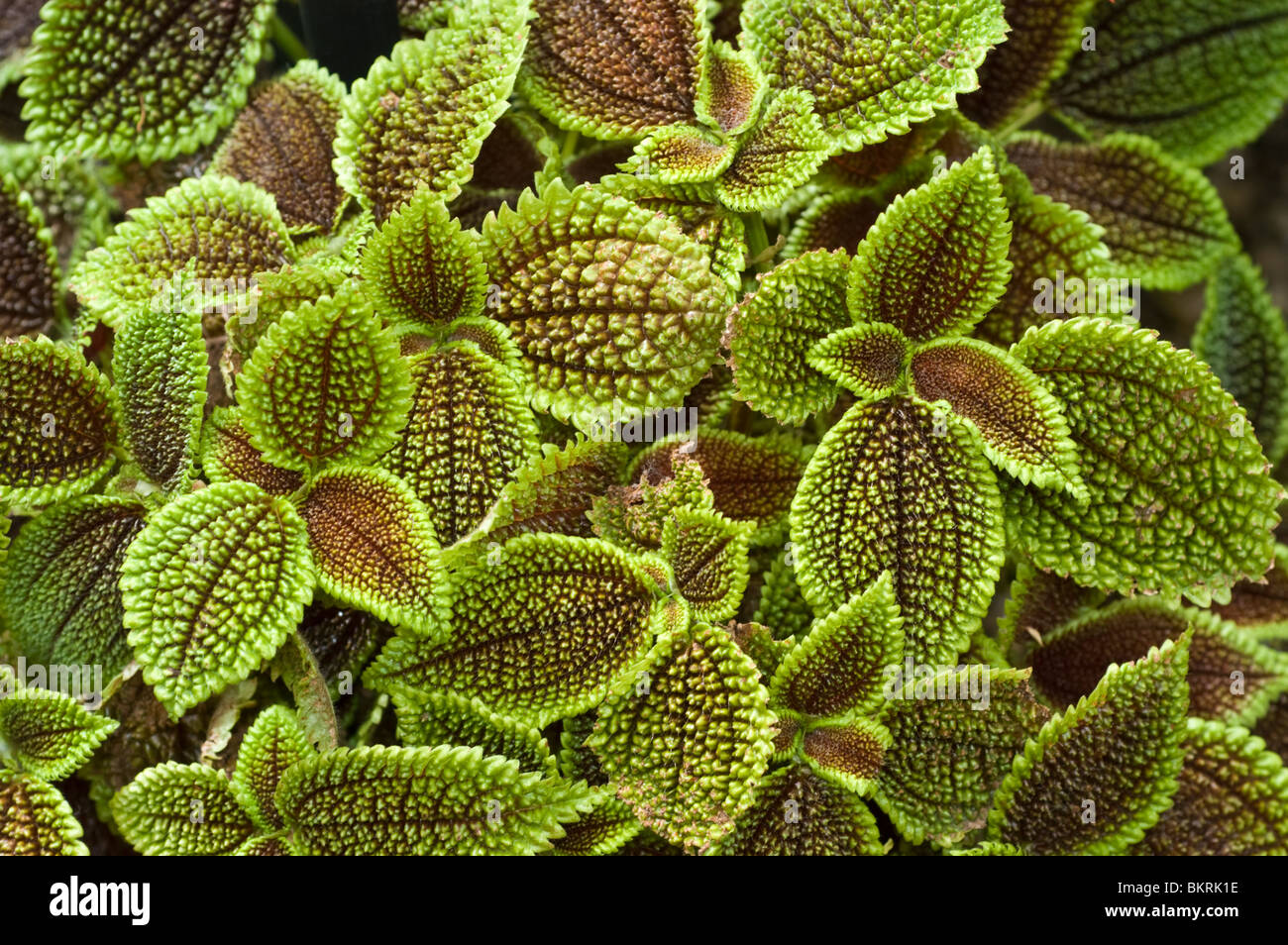 Moon Valley Pilea, Pilea involucrata, Urticaceae Stock Photo 29408666 Alamy