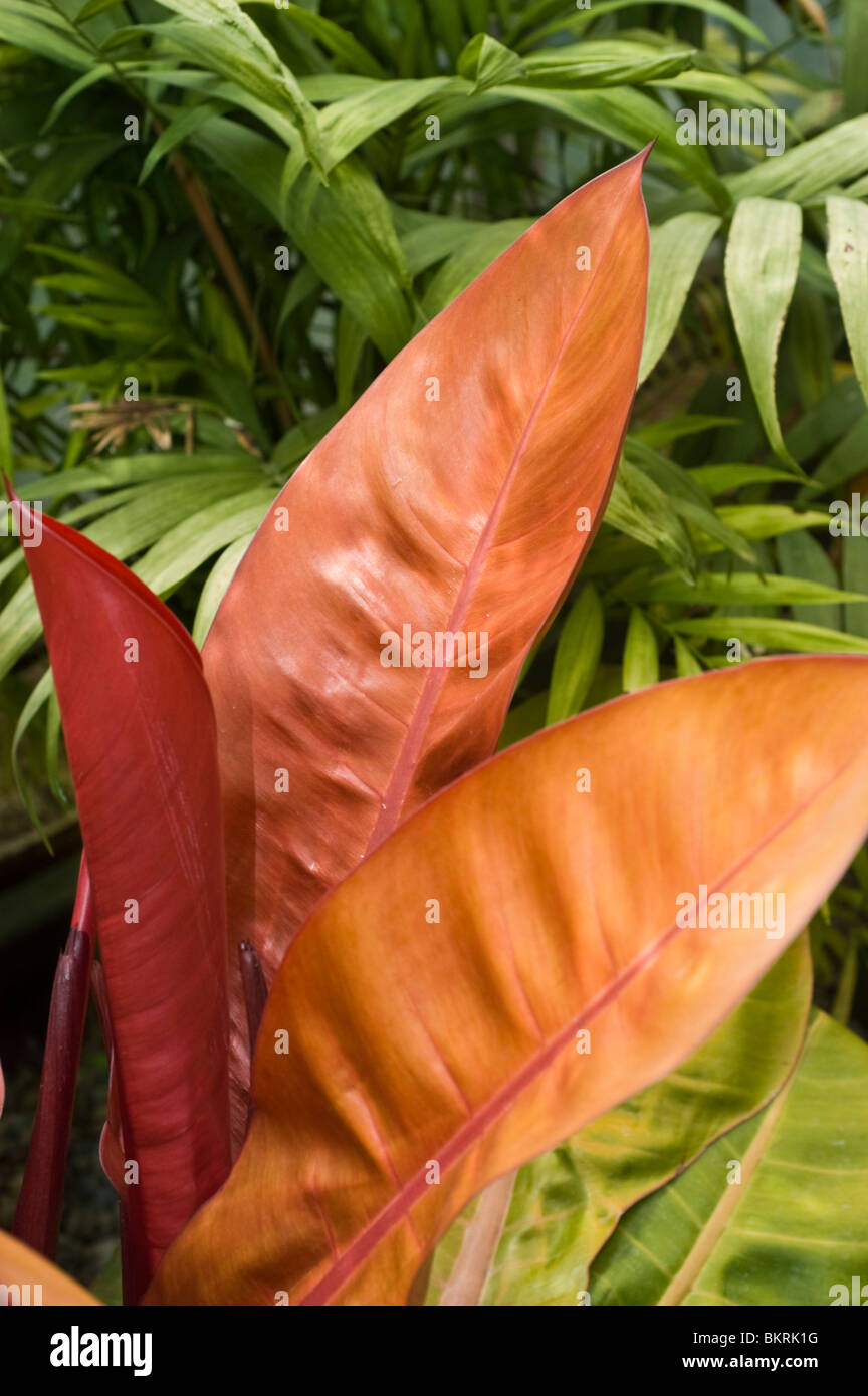 Philodendron var Prince of Orange, Araceae Stock Photo