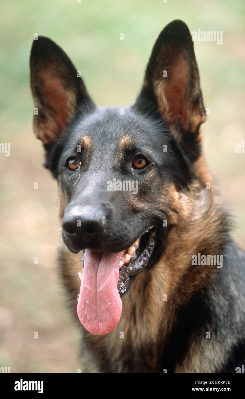 Belgian german shepherd hi-res stock photography and images - Alamy