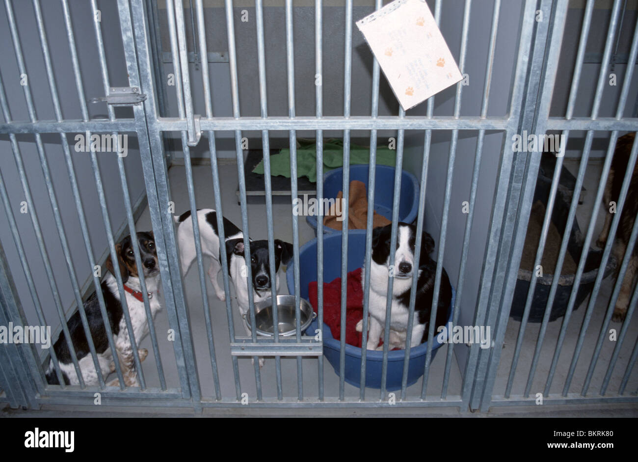Abandoned dogs waiting for adoption in animal shelter Stock Photo - Alamy