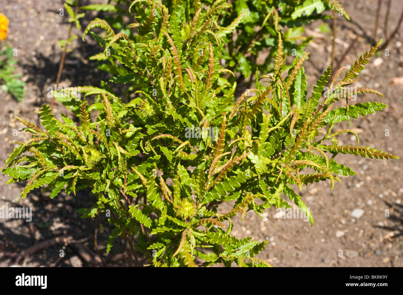 Sweet fern, Comptonia peregrina, Myricaceae Stock Photo