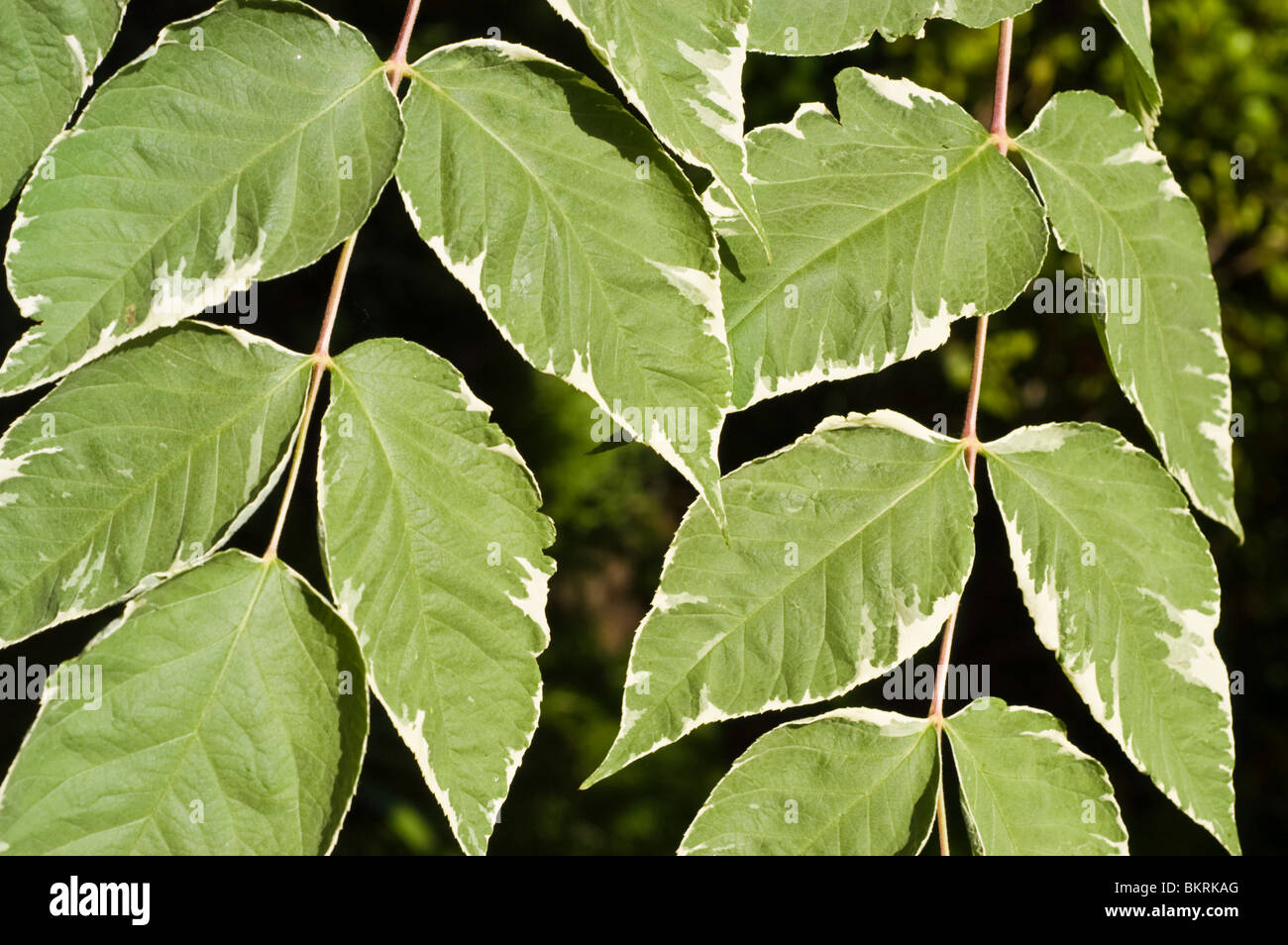 Japanese Angelica Tree, Aralia elata var Variegata, Araliaceae, East Asia Stock Photo