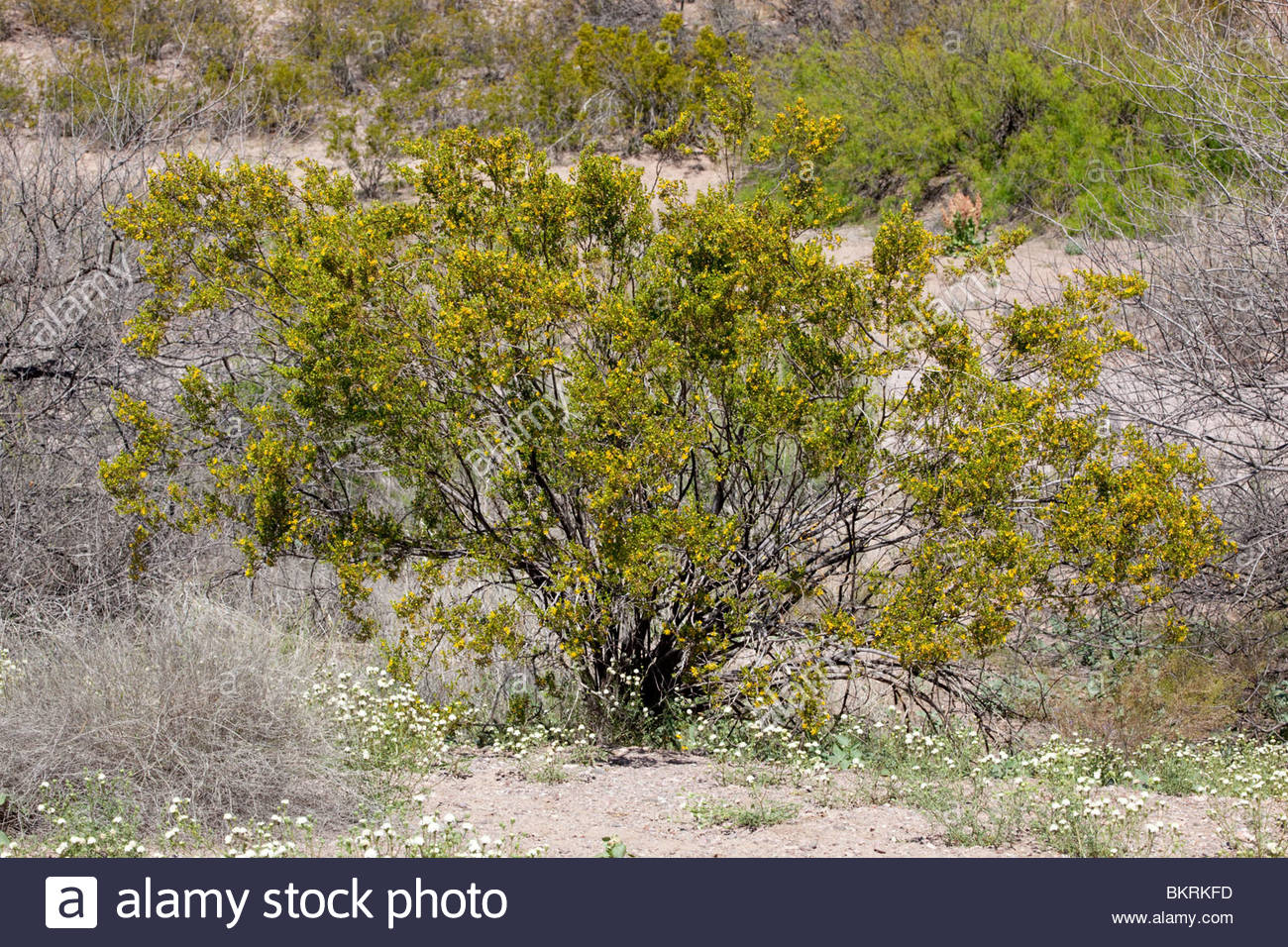 Cannundrums Creosote Bush