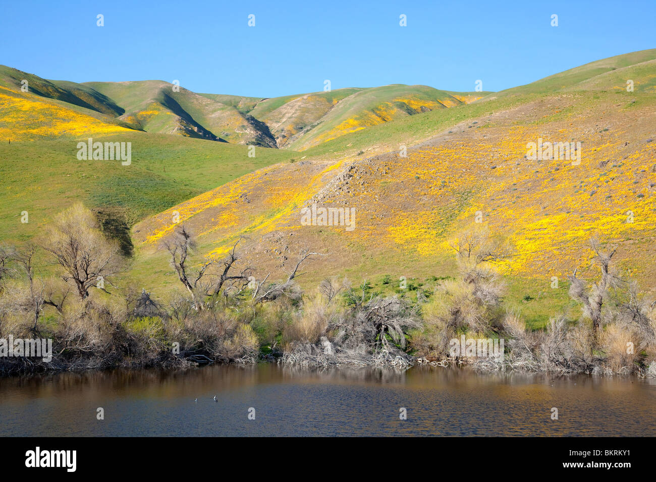 Spring wildflowers hires stock photography and images Alamy