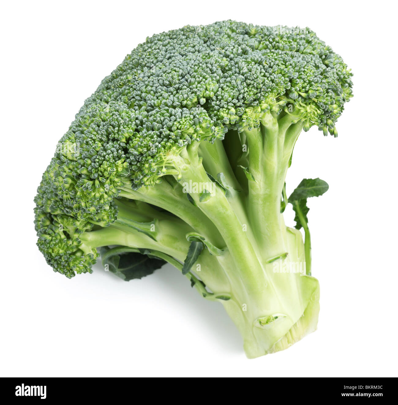 Broccoli on white background Stock Photo