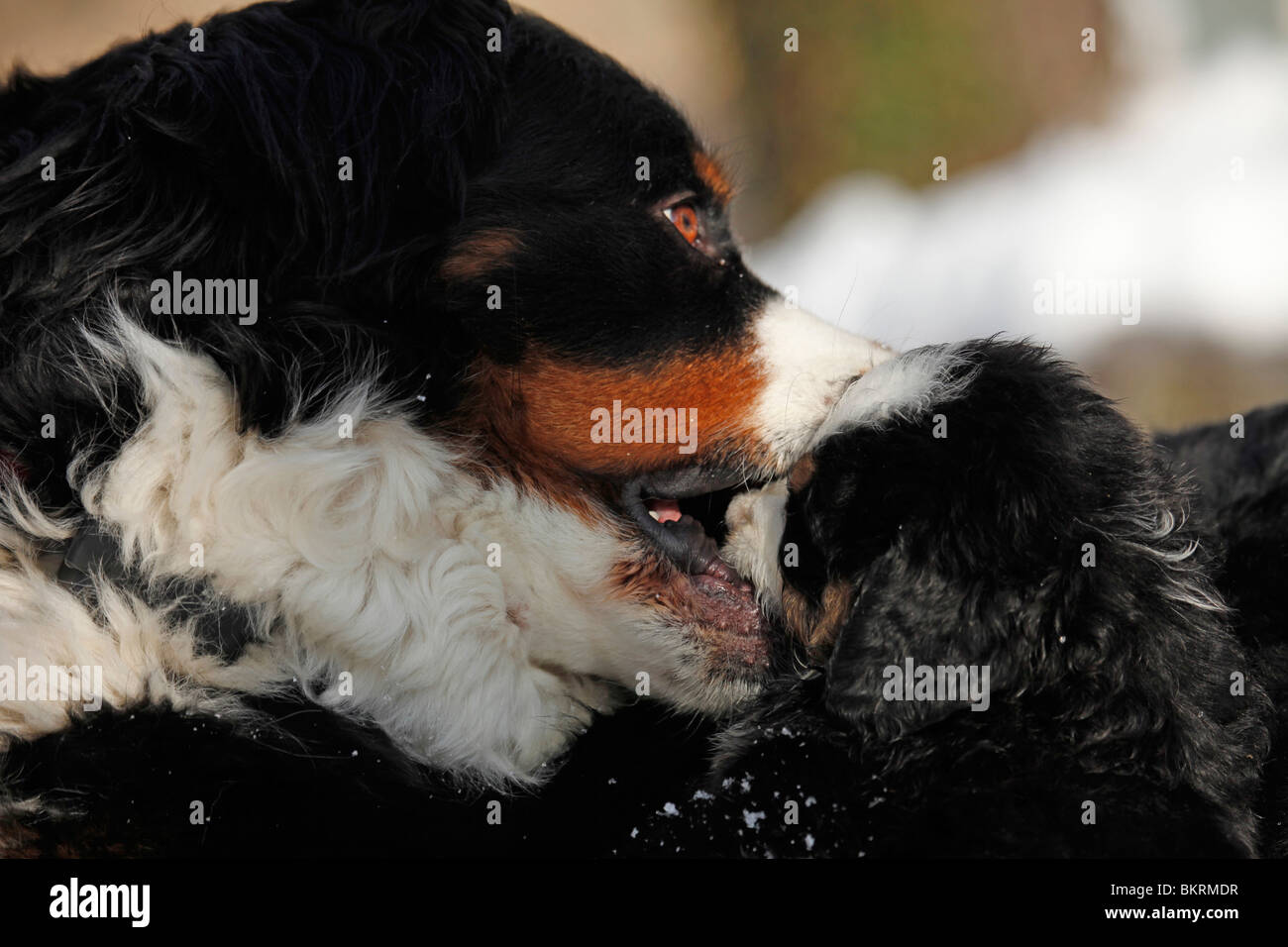 Berner Sennenhunde / Bernese Mountain Dogs Stock Photo
