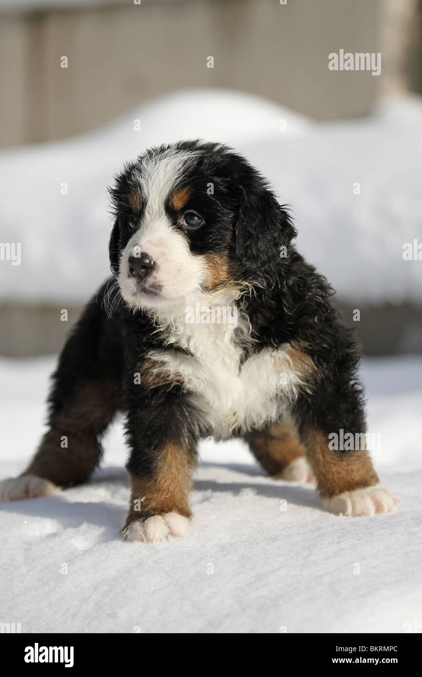 Berner Sennenhund Welpe / Bernese Mountain Dog Puppy Stock Photo - Alamy