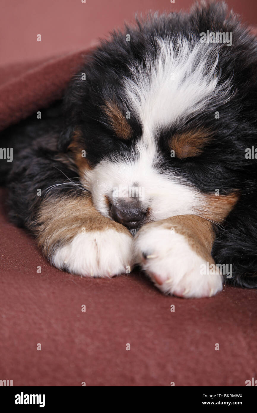 Berner Sennenhund Welpe / Bernese Mountain Dog Puppy Stock Photo - Alamy