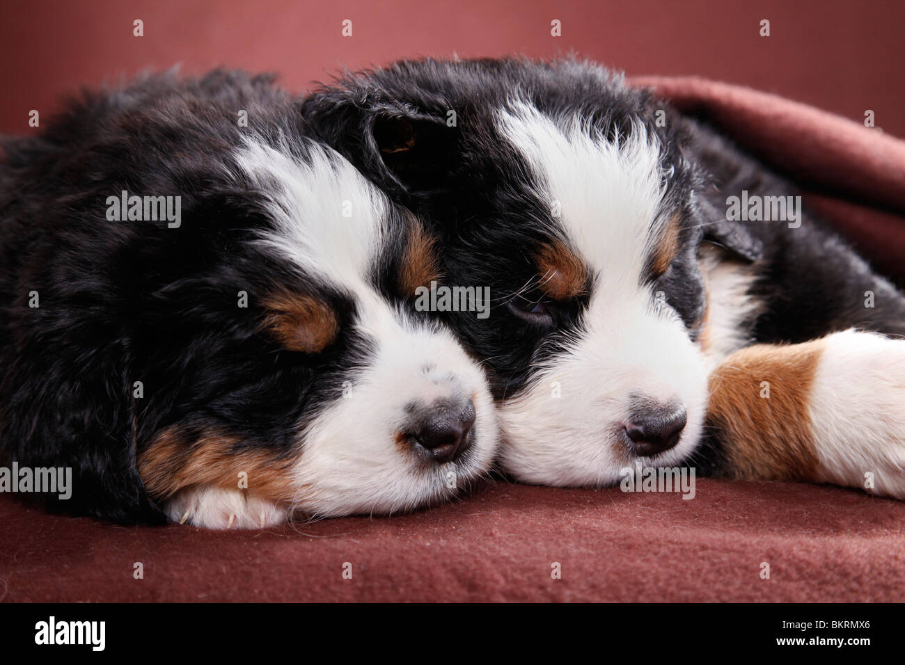 Berner Sennenhund Welpen / Bernese Mountain Dog Puppies Stock Photo - Alamy