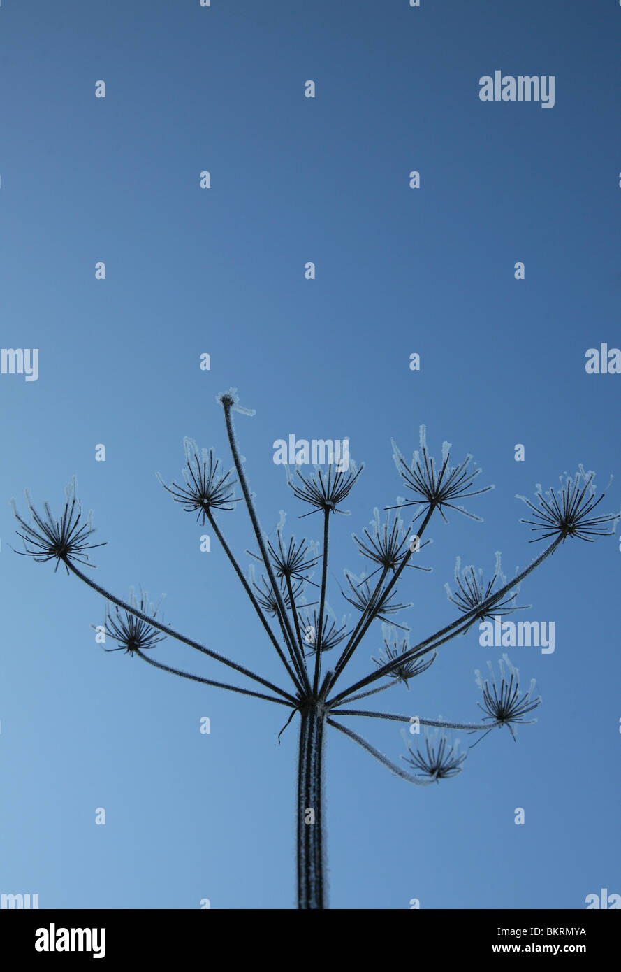 Hogweed seed head sillouetted against a blue sky Stock Photo