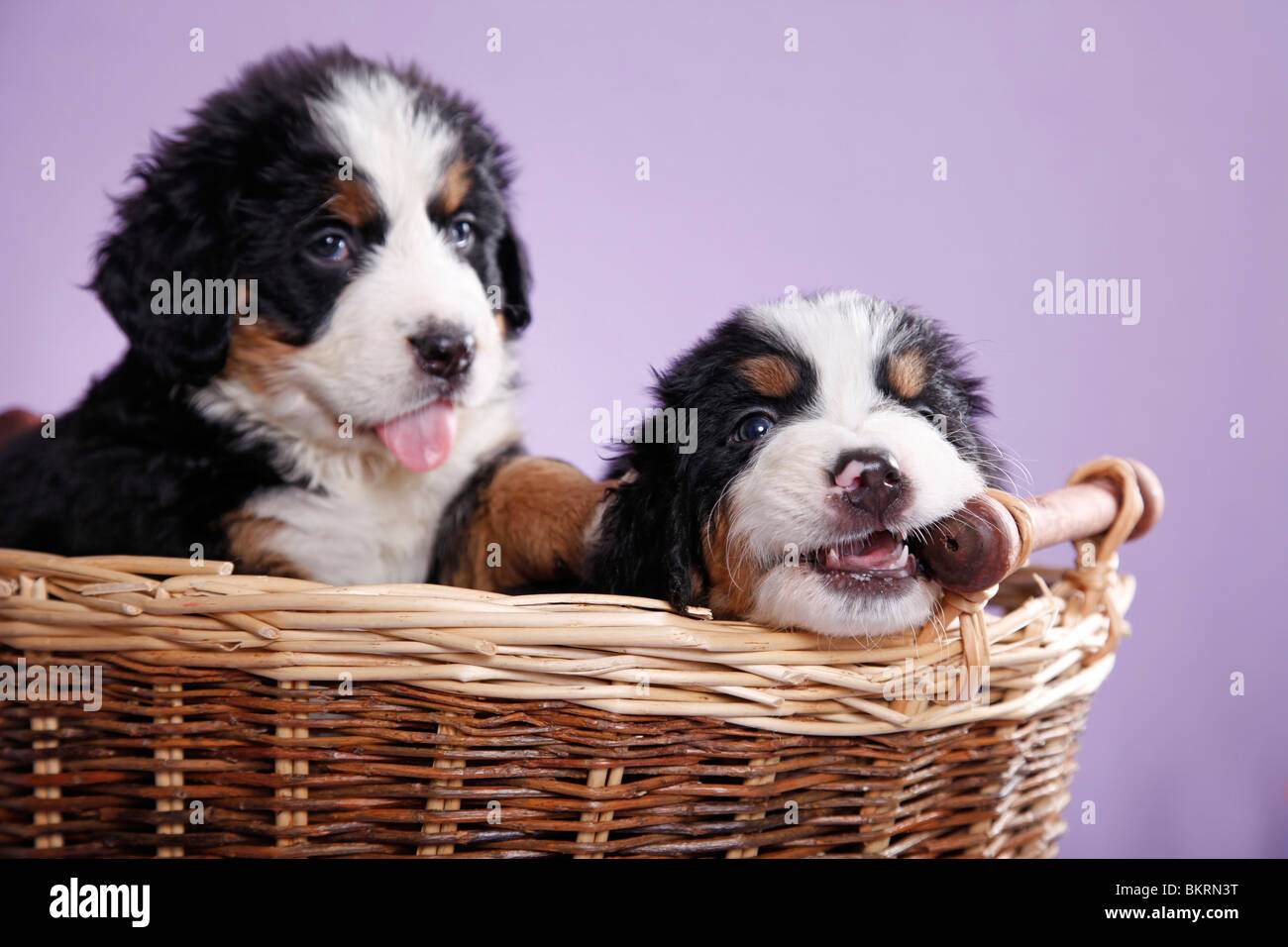 Berner Sennenhund Welpen / Bernese Mountain Dog Puppies Stock Photo