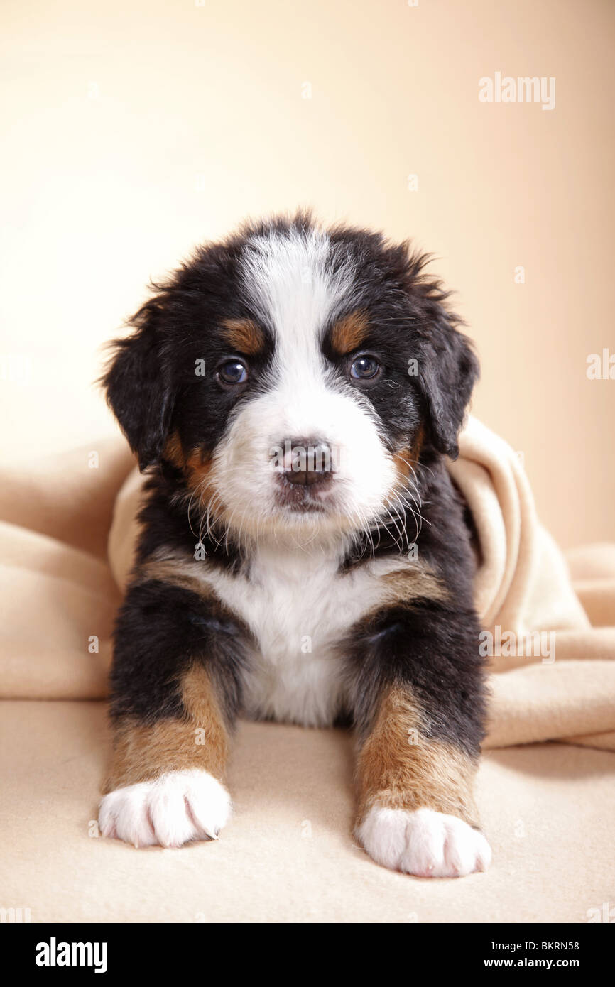 Berner Sennenhund Welpe / Bernese Mountain Dog Puppy Stock Photo - Alamy