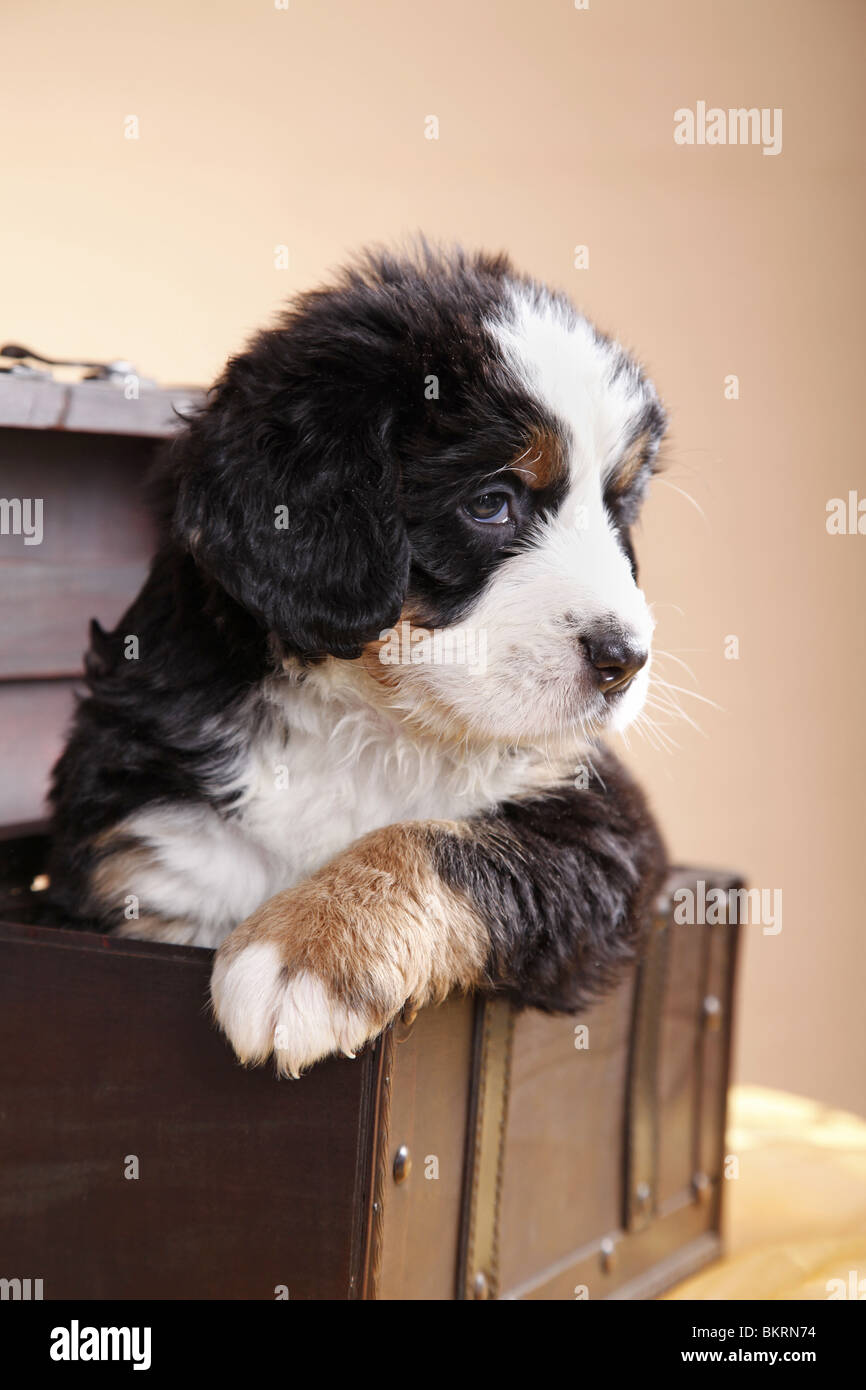 Berner Sennenhund Welpe / Bernese Mountain Dog Puppy Stock Photo - Alamy