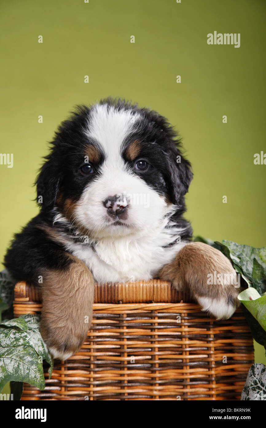 Berner Sennenhund Welpe / Bernese Mountain Dog Puppy Stock Photo