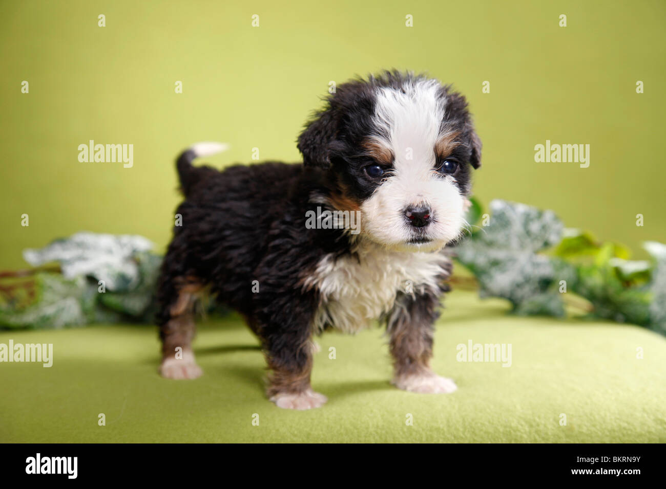 Berner Sennenhund Welpe / Bernese Mountain Dog Puppy Stock Photo