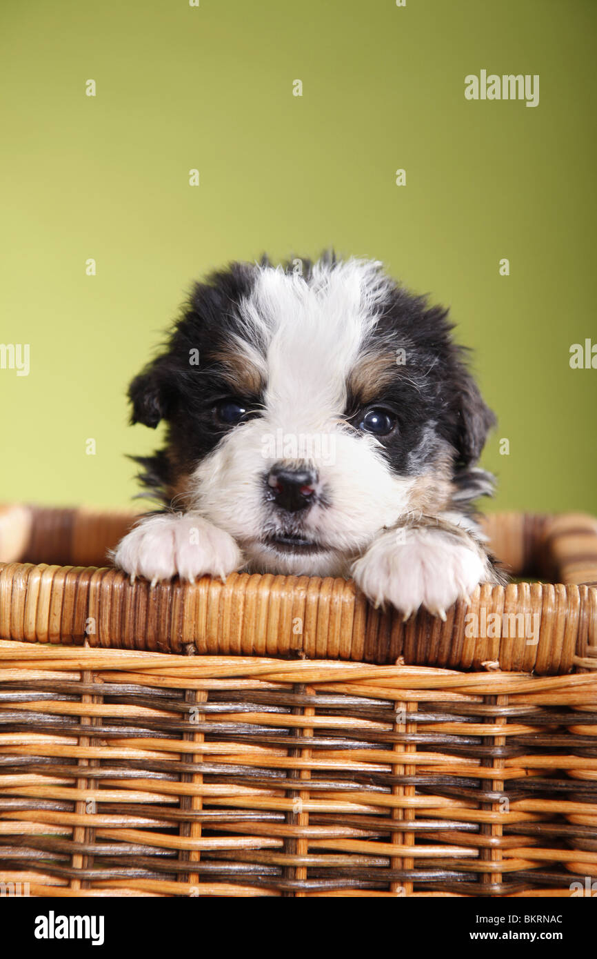 Berner Sennenhund Welpe / Bernese Mountain Dog Puppy Stock Photo