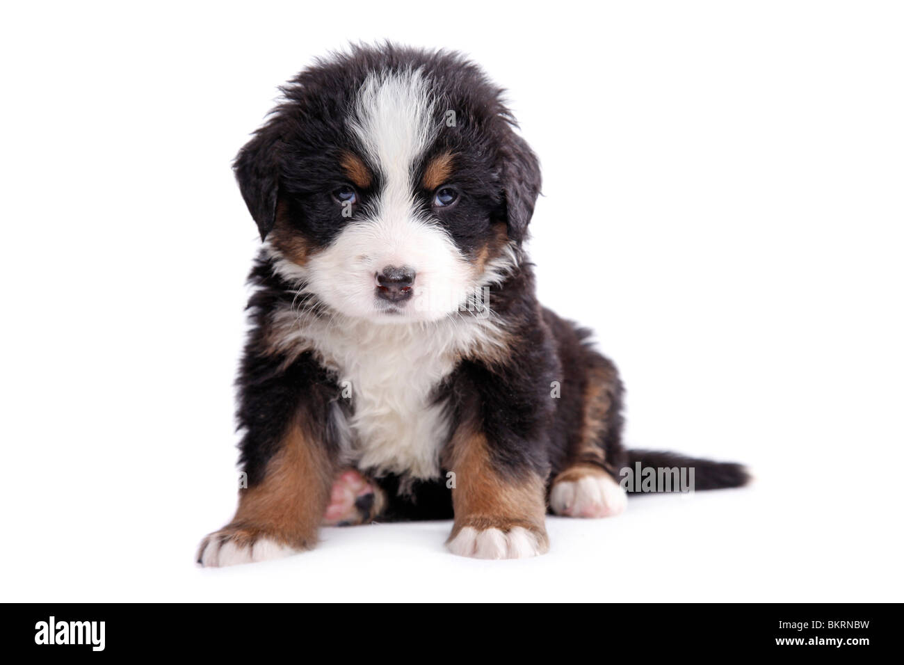 Berner Sennenhund Welpe / Bernese Mountain Dog Puppy Stock Photo - Alamy