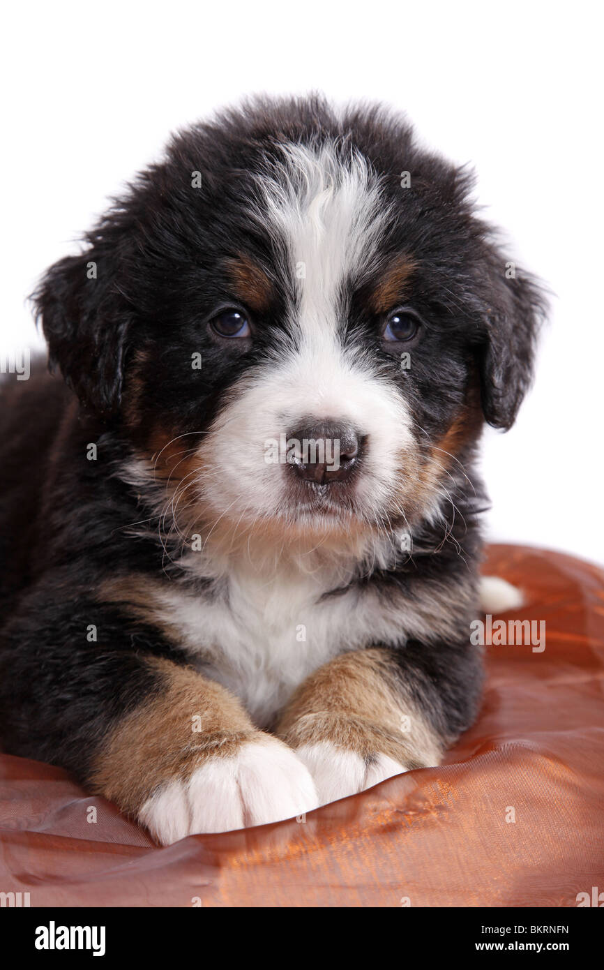 Berner sennenhunde bernese mountain dogs hi-res stock photography and ...