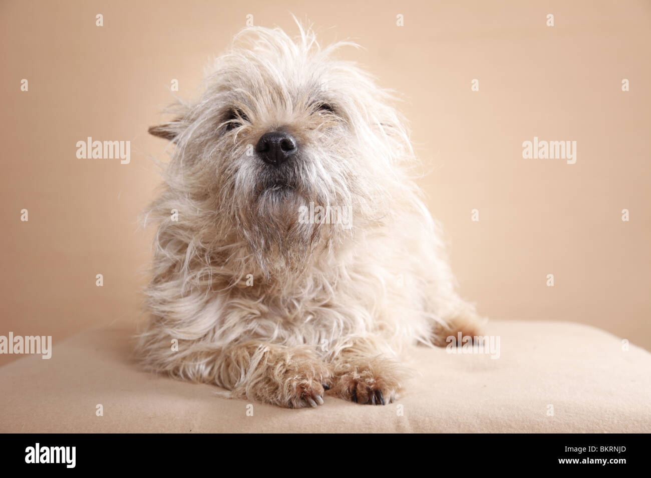 liegender Cairn Terrier / lying Cairn Terrier Stock Photo