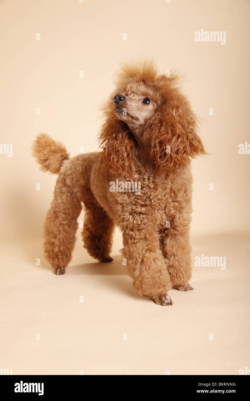 stehender Pudel / standing poodle Stock Photo