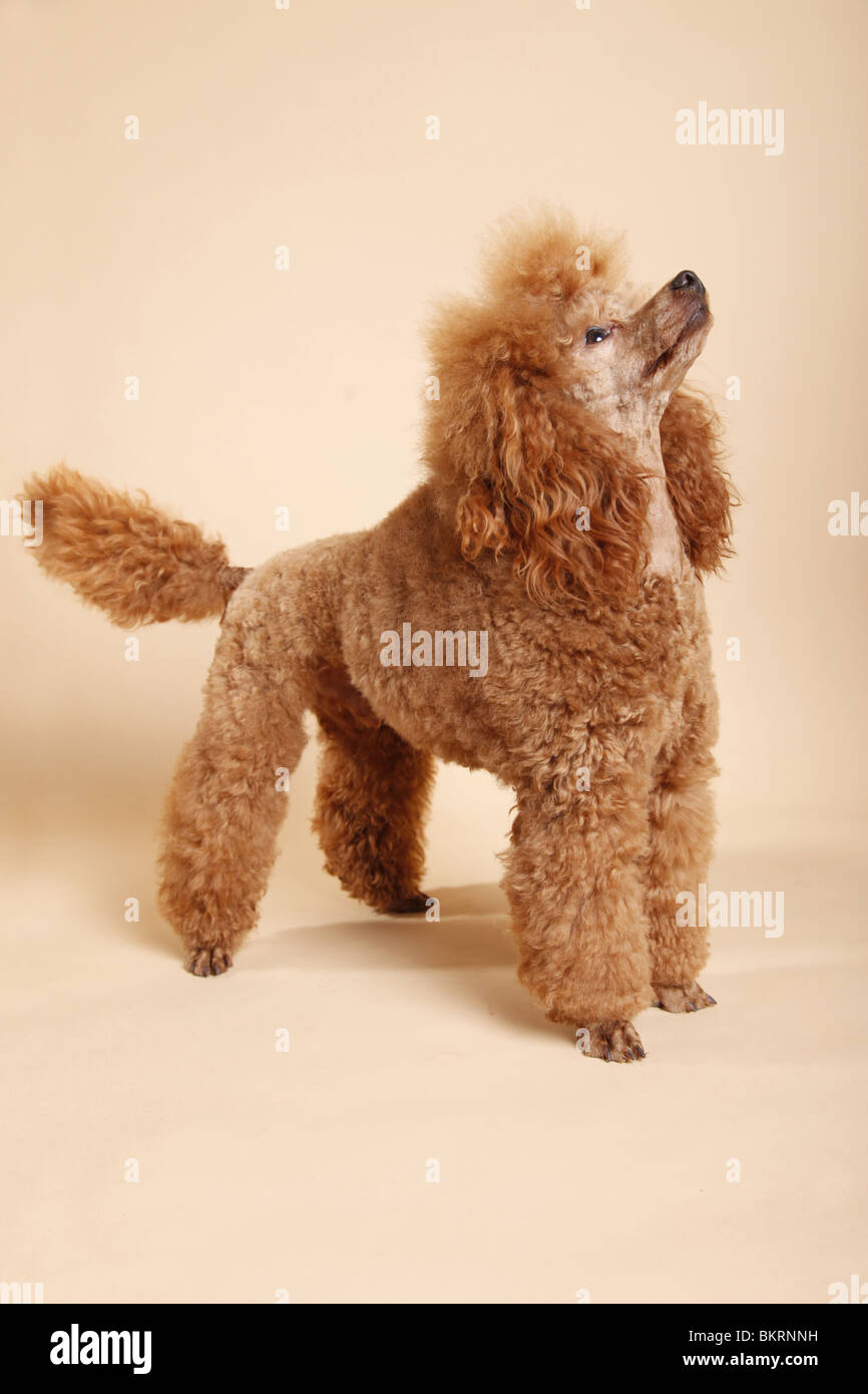 stehender Pudel / standing poodle Stock Photo