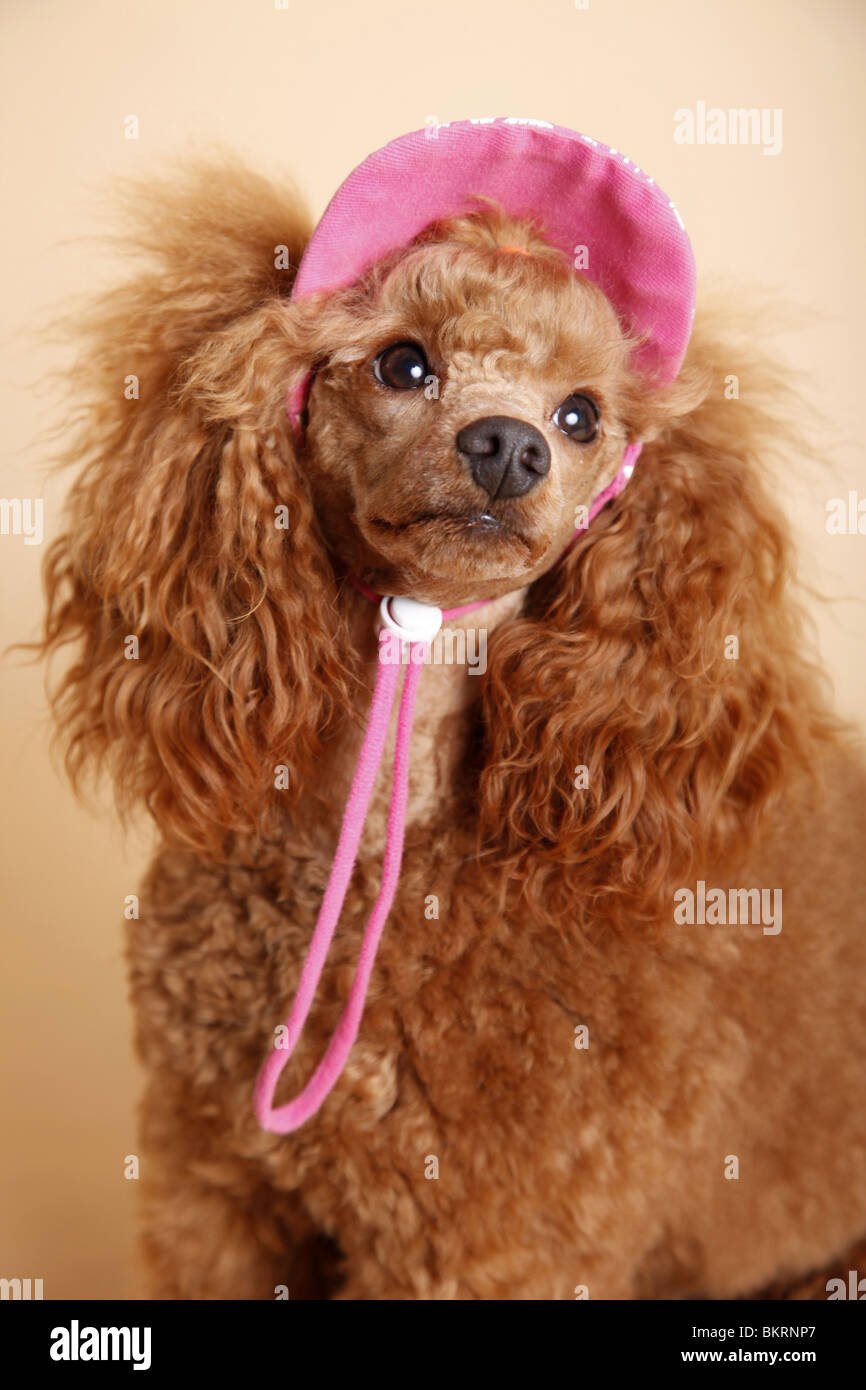 Pudel Portrait / Poodle Portrait Stock Photo