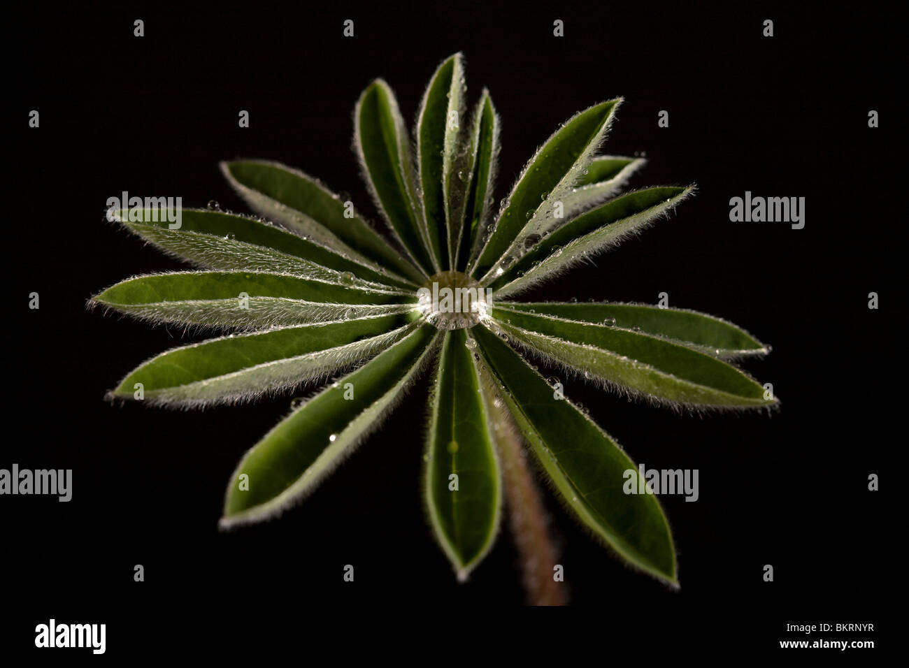 Young sheet of a plant covered with dew on a black background. Stock Photo